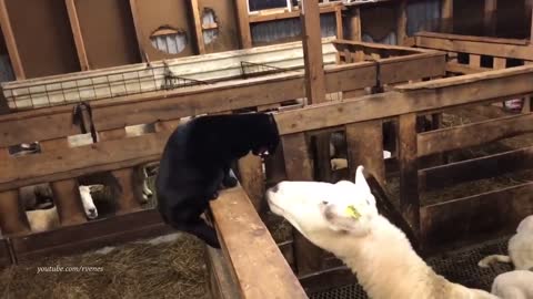 Funny fights of sheep and cats