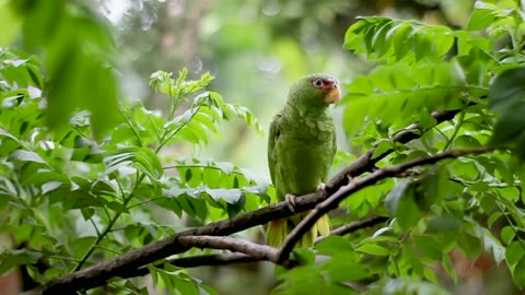 The green parrot