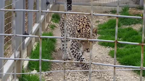 Agresiv Leopard