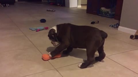 Curious puppy plays with squeaky toy for the first time Bcc