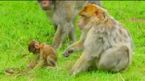 See This Beautiful Monkey - So Cute