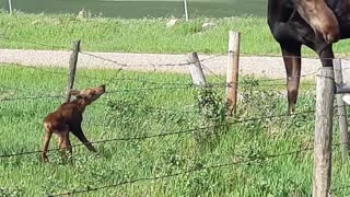 Baby Moose Bound by Barbed Wire