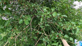 Mulberries