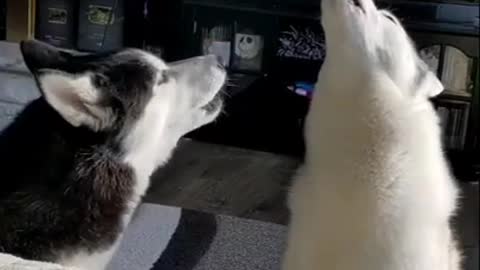 Funny Husky Howling or may be Singing a Song