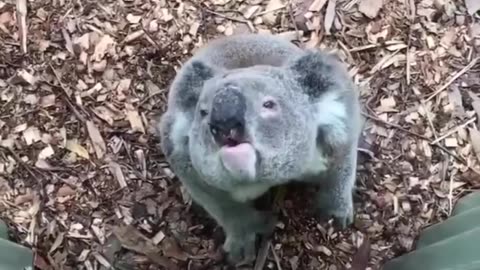 The Laughing Koala