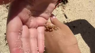 Holding A Tiny Crab