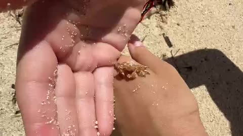 Holding A Tiny Crab
