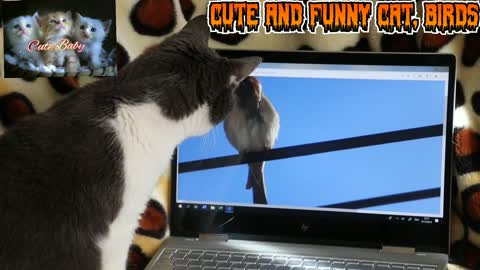 Сute and funny cat, birds hunting videos|cute funny animals videos