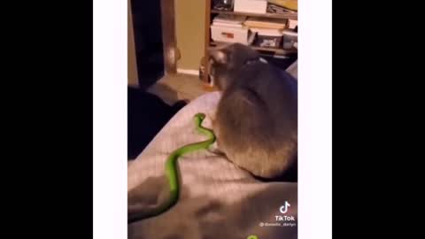 Cat scared of Snake!!