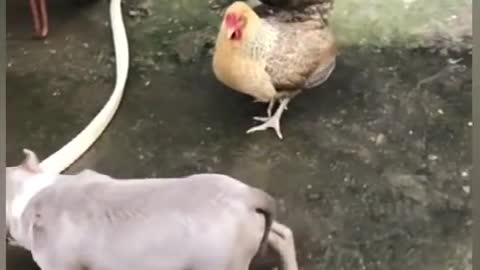 Very funny fight video chicken vs dog