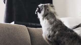 Aussie puppy reacts to disappearing magic trick