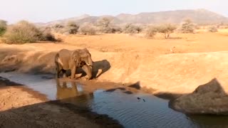 Graceful Elephant showing off during his bath time