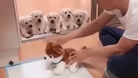 cute puppies are cooled by the owner when the work is serious 🐕‍ 🐩😂🤣🤣🤣💖💖✔👀