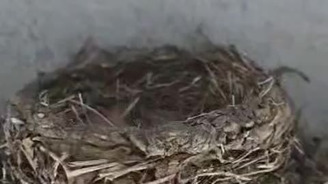 Daughter's house has baby robins!!!