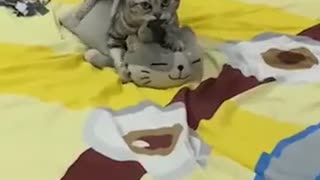 Cat Being a Little Too Friendly with Pillow Cat
