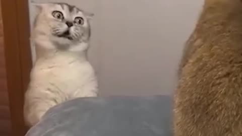 Cat talking each other #cat #cats #funnyanimal #catlover #adorablepets #funnycat #catcompilation