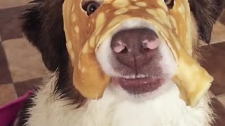 Australian Shepherd Wears a Pancake Mask