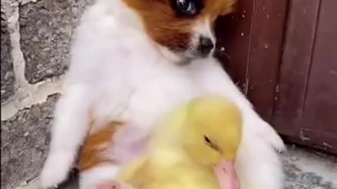 Smart Puppy Play With Baby Duck very funny
