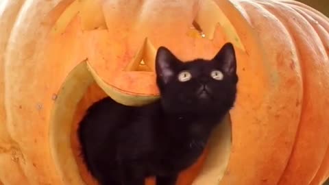 Kitten in pumpkin