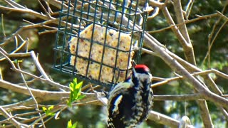 Sapsucker Woodpecker