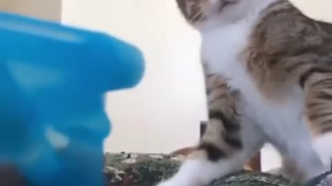 Cat compilation funny