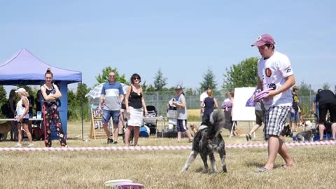 A Man does tricks with Dog jumping on a Dog's Festival Summer Day