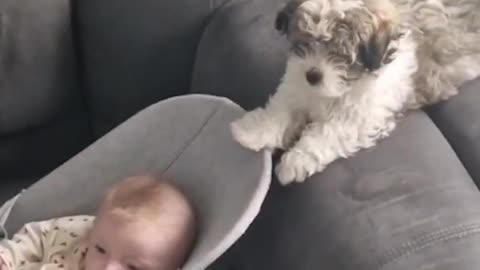 Cutest Puppy Rocks Baby to Sleep!