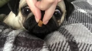 Sleeping pug instantly wakes up to smell of treat