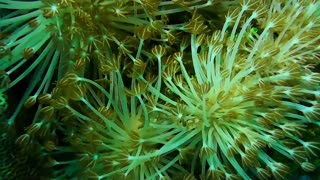 deep sea anemone... This marine plant is very unique.