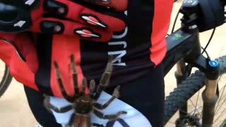 Giant Tarantula Climbs Up Cyclist's Leg