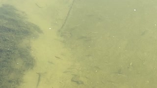 Minnows of the Humber River 24