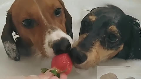 Two dogs in a bath