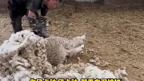 Animal World Funny English Voiceover Is shearing wool really as silky as they say