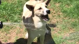 Brown dog drinking water sprayed on it