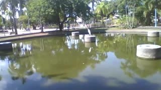 On a rock in the middle of the lake, there is a white heron that is beautiful! [Nature & Animals]