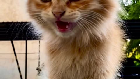 Cat Mood #shorts #cat #Funny cat video