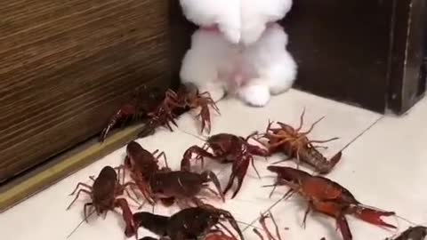 A poppy under attack by a bunch of lobsters