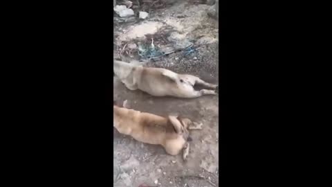 Funny animals 😆😆😆😂😂😂🤪🤪🤪🤪 video of 2024-part4
