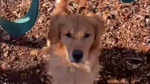 Impatient dog wants his ball