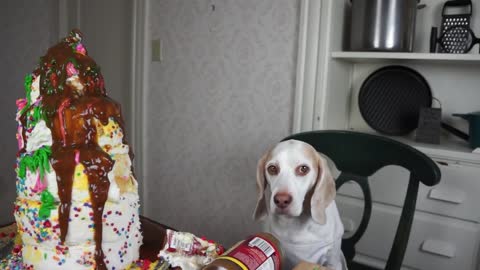 Cake Decorating 101 with Funny Dog Maymo Yummy Cake Recipe Dog Chef
