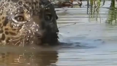 Jaguar takes down a massive caiman in tense underwater battle!
