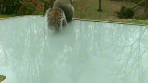 funny squirrel