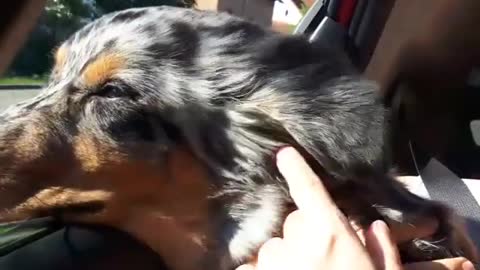 Dog's Head Out Of Car Window and He Likes Doing That