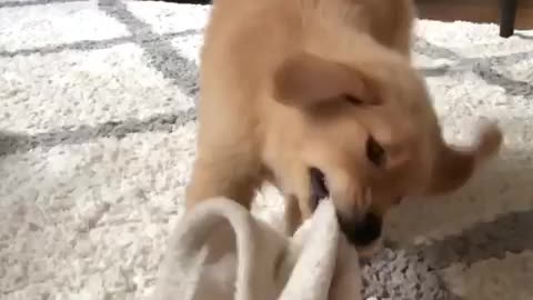 Puppy Shows Off Its Floppy Ears In Slow Motion