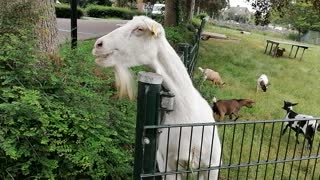 Funny cute goat eating