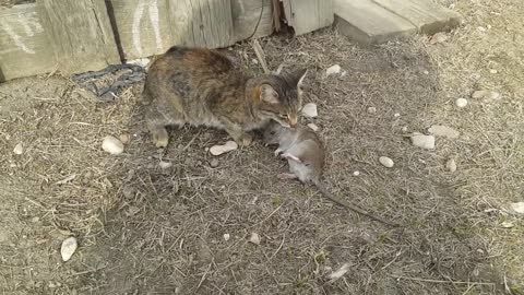 Fight of a cat with a rat