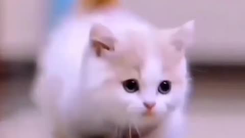 Cat Meowing Lovely Funny Video