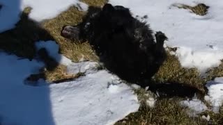 Black dog rolling around in snow