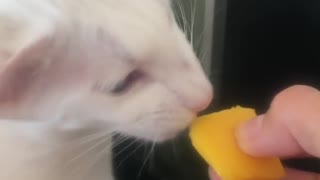 Cat loves Mango