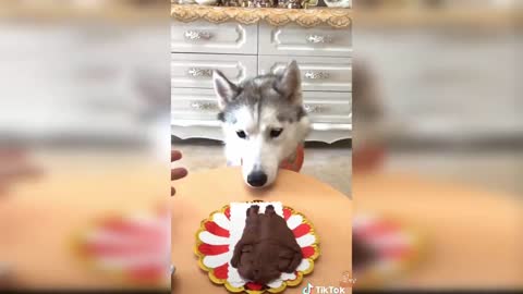 Funny Dog Cake Reactions: Compilation of Funny Dog Cake Reactions